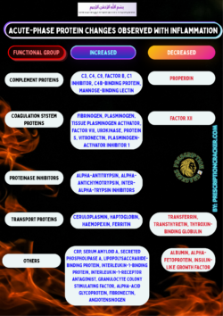Table showing changes in acute-phase proteins during inflammation, categorized by functional groups with proteins that increase or decrease. Complement proteins: Increased: C3, C4, C9, Factor B, C1 inhibitor, C4b-binding protein, mannose-binding lectin, properdin Decreased: Properdin Coagulation system proteins: Increased: fibrinogen, plasminogen, tissue plasminogen activator, factor VIII, urokinase, protein S, vitronectin, plasminogen-activator inhibitor 1 Decreased: factor XII Proteinase inhibitors: Increased: alpha-antitrypsin, alpha-antichymotrypsin, inter-alpha-trypsin inhibitors Decreased: none listed Transport proteins: Increased: ceruloplasmin, haptoglobin, haemopexin, ferritin Decreased: transferrin, transthyretin, thyroxin-binding globulin Other proteins: Increased: C-reactive protein (CRP), serum amyloid A, secreted phospholipase A, lipopolysaccharide-binding protein, interleukin-1-binding protein, interleukin-1 receptor antagonist, granulocyte colony-stimulating factor, alpha-acid glycoprotein, fibronectin, angiotensinogen Decreased: albumin, alpha-fetoprotein, insulin-like growth factor (BY: PRESCRIPTIONCRACKER.COM)